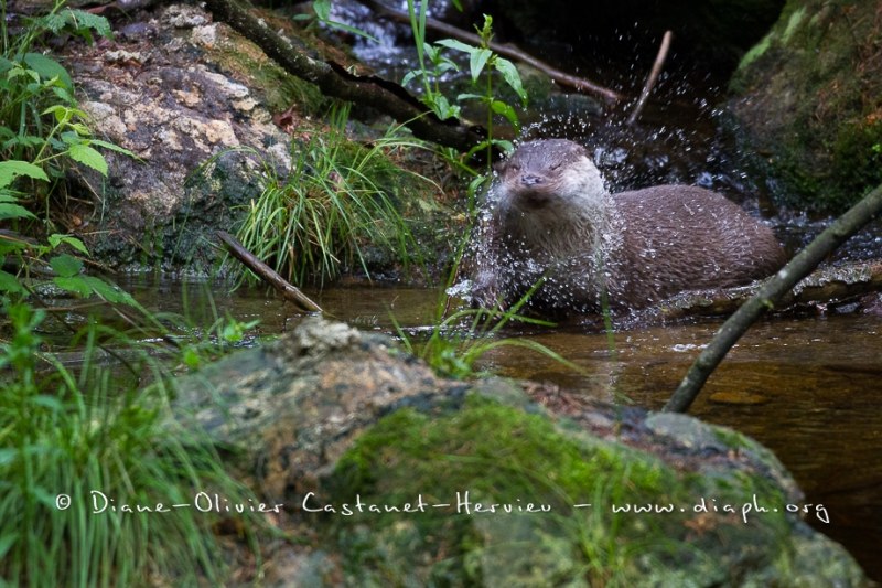 Loutre d'Europe (Lutra lutra)