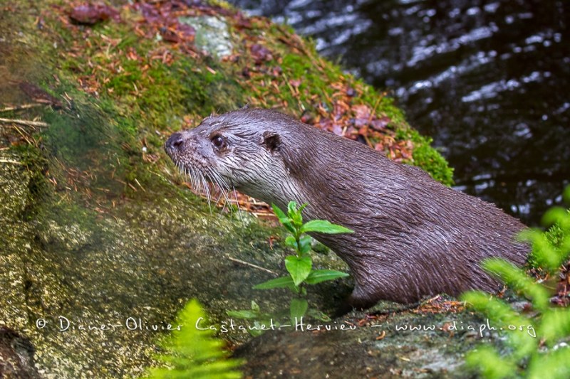 Loutre d'Europe (Lutra lutra)