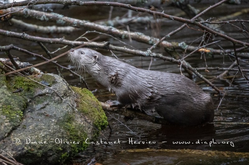 Loutre d'Europe (Lutra lutra)