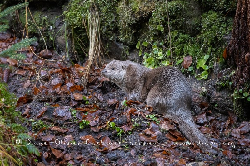 Loutre d'Europe (Lutra lutra)