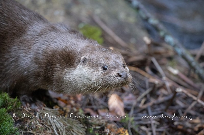 Loutre d'Europe (Lutra lutra)