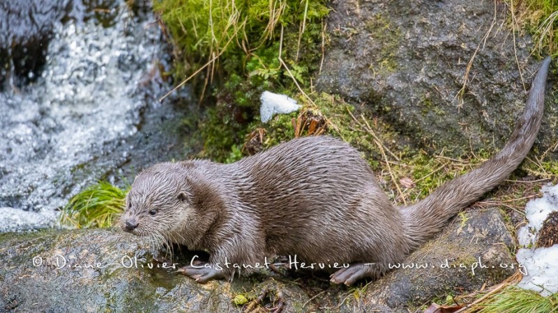 Loutre d'Europe (Lutra lutra)