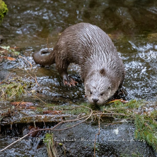Loutre d'Europe (Lutra lutra)