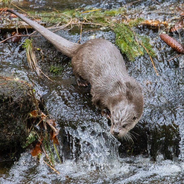 Loutre d'Europe (Lutra lutra)