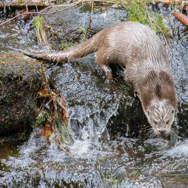 Loutre d'Europe (Lutra lutra)