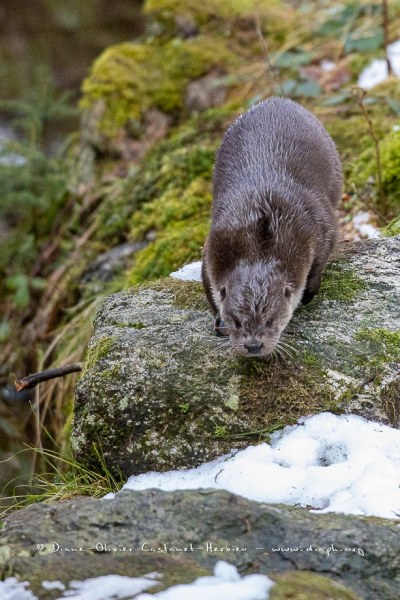 Loutre d'Europe (Lutra lutra)