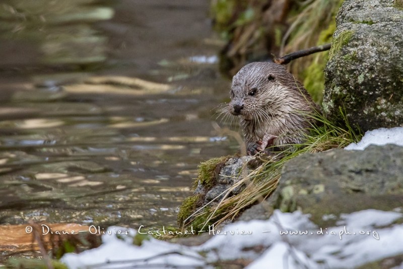 Loutre d'Europe (Lutra lutra)