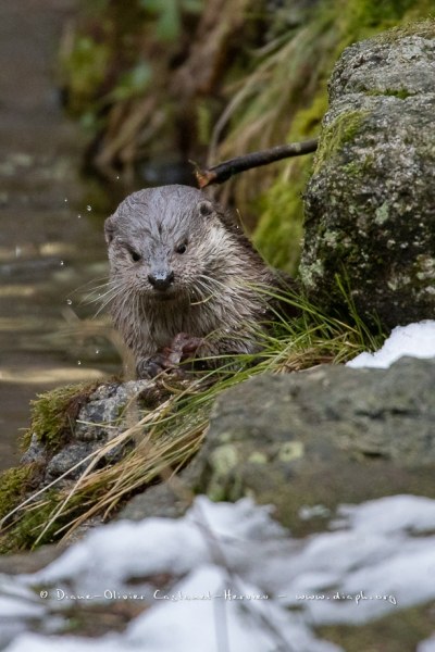 Loutre d'Europe (Lutra lutra)