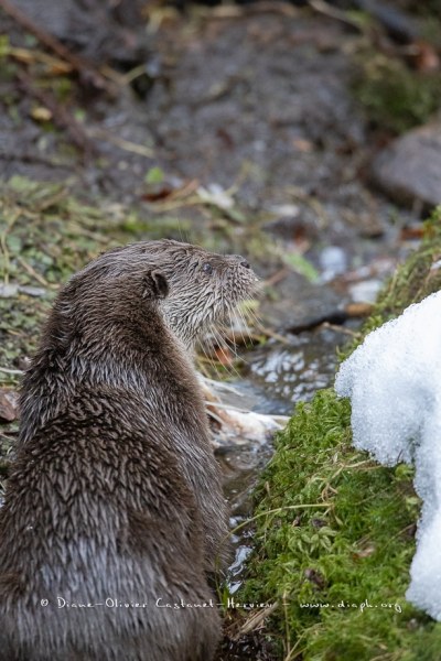 Loutre d'Europe (Lutra lutra)