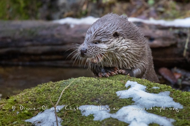 Loutre d'Europe (Lutra lutra)