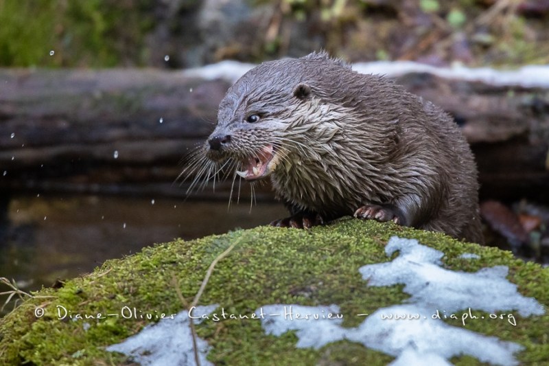 Loutre d'Europe (Lutra lutra)