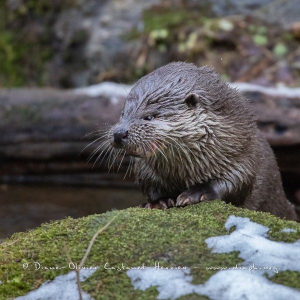 Loutre d'Europe (Lutra lutra)