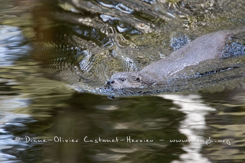 Loutre d'Europe (Lutra lutra)