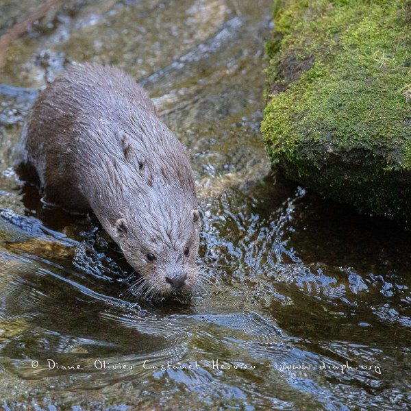 Loutre d'Europe (Lutra lutra)