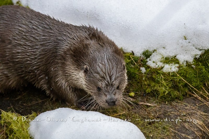 Loutre d'Europe (Lutra lutra)