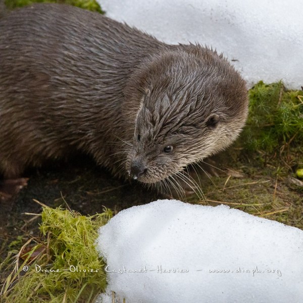 Loutre d'Europe (Lutra lutra)