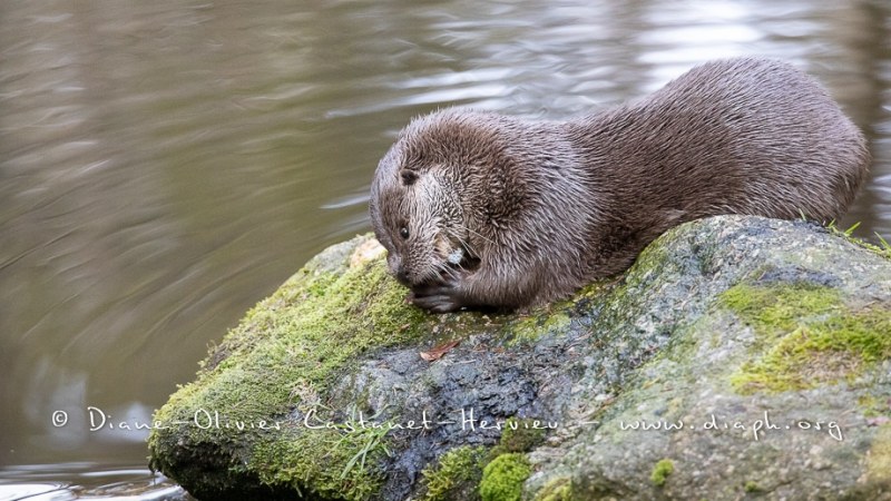 Loutre d'Europe (Lutra lutra)