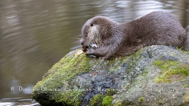 Loutre d'Europe (Lutra lutra)