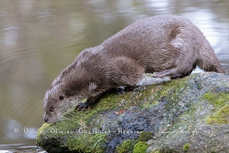 Loutre d'Europe (Lutra lutra)