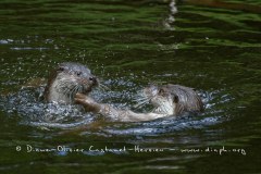 Loutre d'Europe (Lutra lutra)