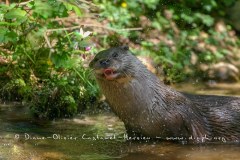 Loutre d'Europe (Lutra lutra)