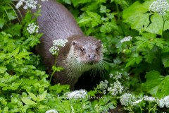 Loutre d'Europe (Lutra lutra)