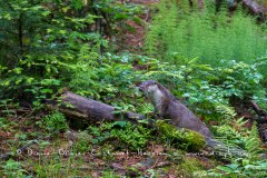 Loutre d'Europe (Lutra lutra)