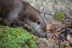 Loutre d'Europe (Lutra lutra)