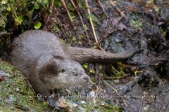 Loutre d'Europe (Lutra lutra)