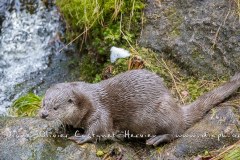 Loutre d'Europe (Lutra lutra)