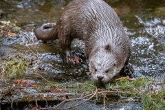 Loutre d'Europe (Lutra lutra)