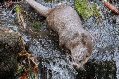 Loutre d'Europe (Lutra lutra)