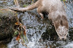 Loutre d'Europe (Lutra lutra)