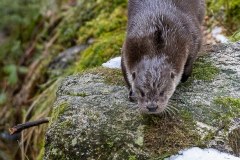 Loutre d'Europe (Lutra lutra)