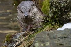 Loutre d'Europe (Lutra lutra)