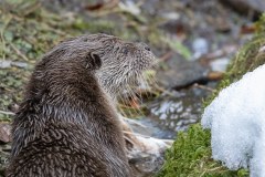 Loutre d'Europe (Lutra lutra)