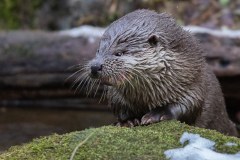 Loutre d'Europe (Lutra lutra)