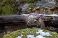 Loutre d'Europe (Lutra lutra)