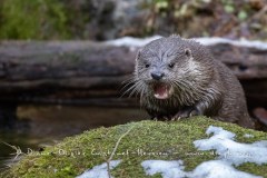 Loutre d'Europe (Lutra lutra)