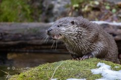 Loutre d'Europe (Lutra lutra)