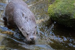 Loutre d'Europe (Lutra lutra)