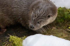 Loutre d'Europe (Lutra lutra)