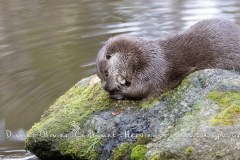 Loutre d'Europe (Lutra lutra)