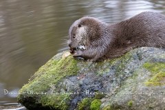 Loutre d'Europe (Lutra lutra)