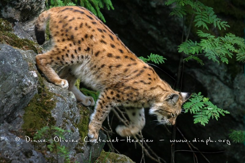 Lynx boréal (Lynx lynx)