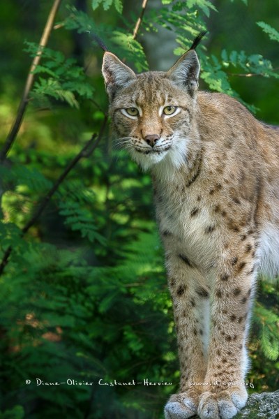 Lynx boréal (Lynx lynx)