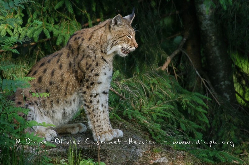 Lynx boréal (Lynx lynx)