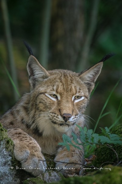 Lynx boréal (Lynx lynx)