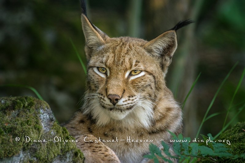 Lynx boréal (Lynx lynx)