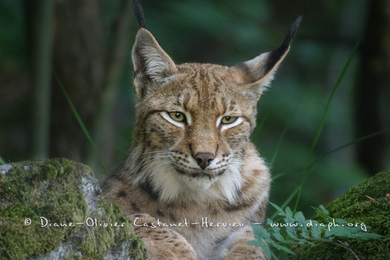 Lynx boréal (Lynx lynx)